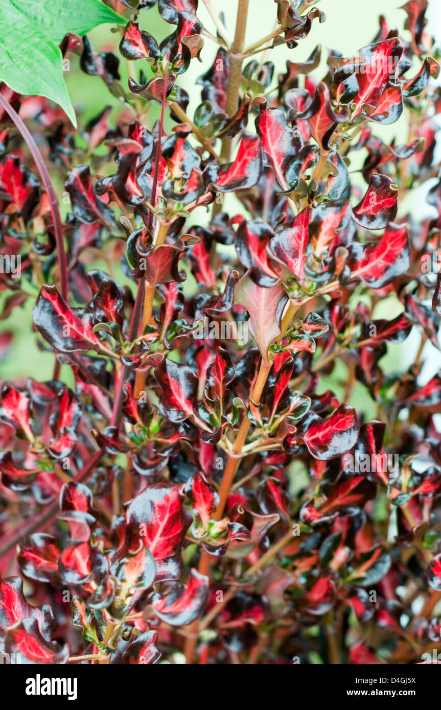 Coprosma repens 'Pacific Sunset' (jwngopps) Stock Photo