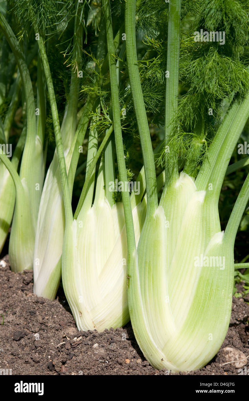 Fennel 'Victoria' F1 Stock Photo Alamy