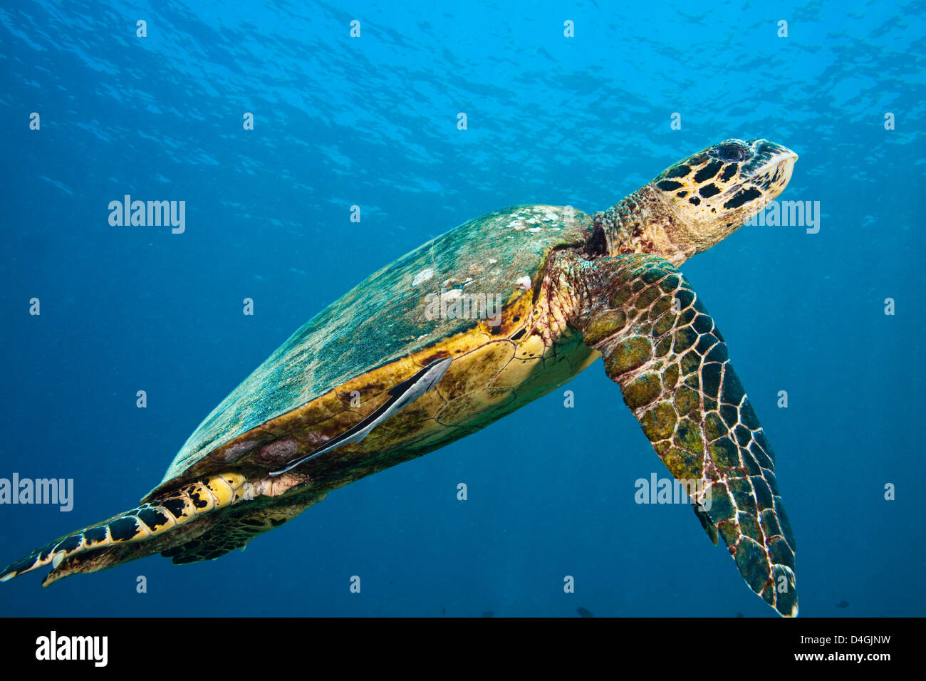 This hawksbill turtle, Eretmochelys imbricata, has a remora, Echeneis naucrates, attached to it, Tubbataha Reef, Philippines. Stock Photo