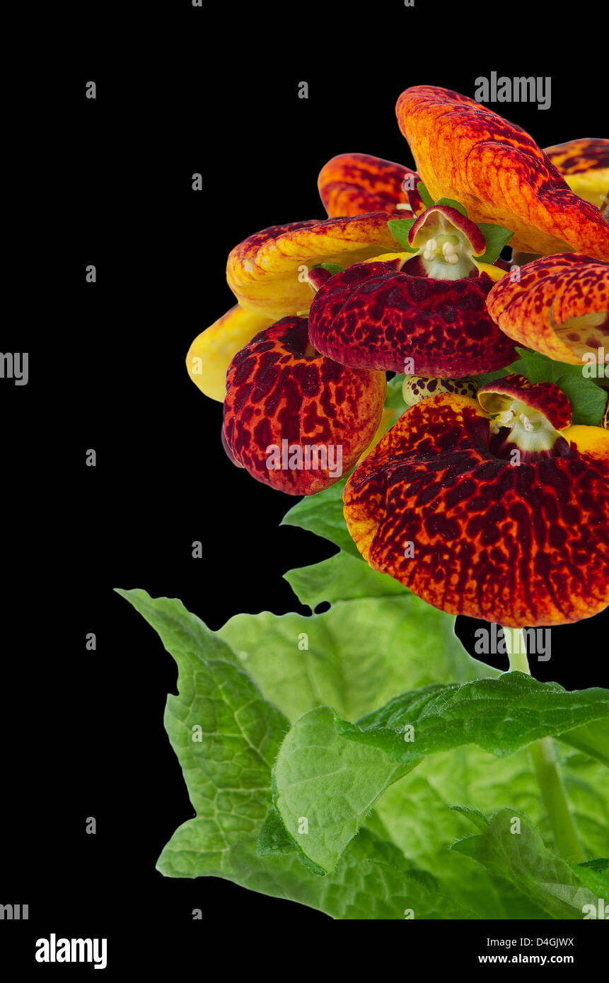 Closeup of yellow and red calceolarua flower on black background. Stock Photo