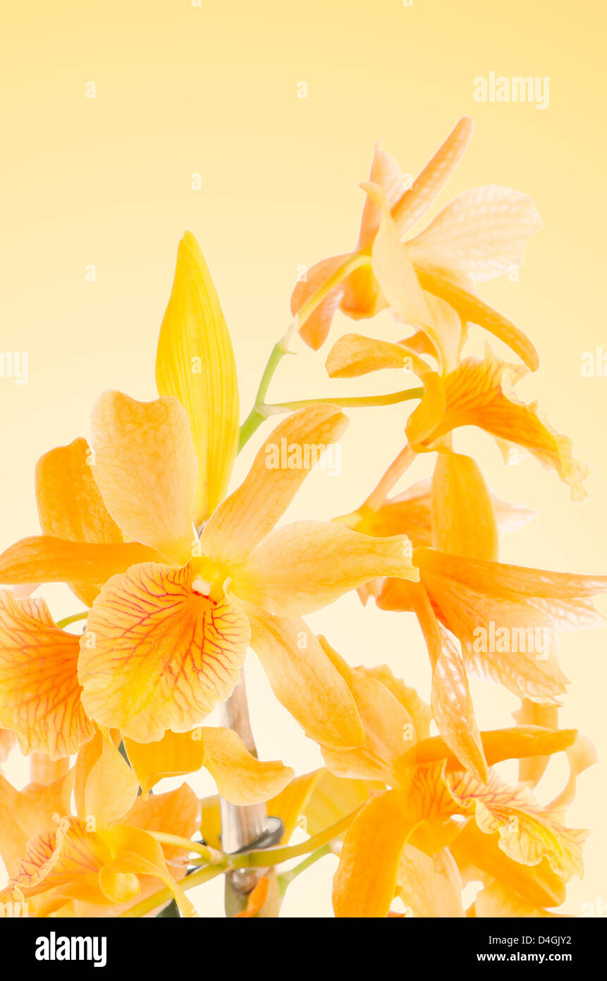 Beautiful orange dendrobium flowers closeup on a yellow gradient