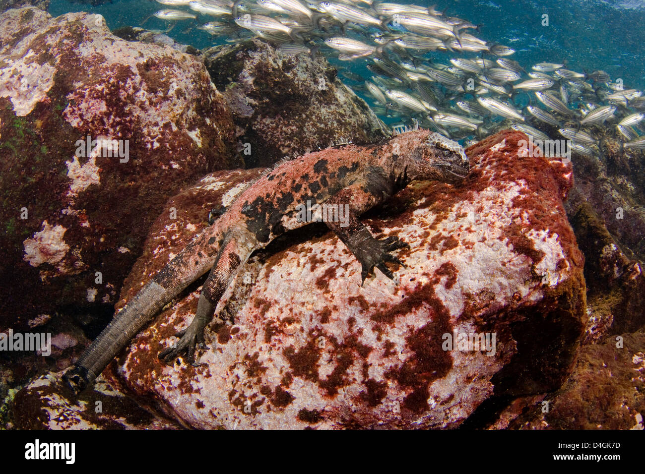 This marine iguana, Amblyrhynchus cristatus, (endemic) was photographed off Santa Fe Island feeding on algae, Galapagos, Equador Stock Photo