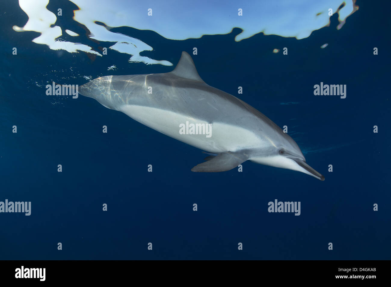 Spinner Dolphin in Kealakekua Bay, Big Island, Hawaii Stock Photo Alamy