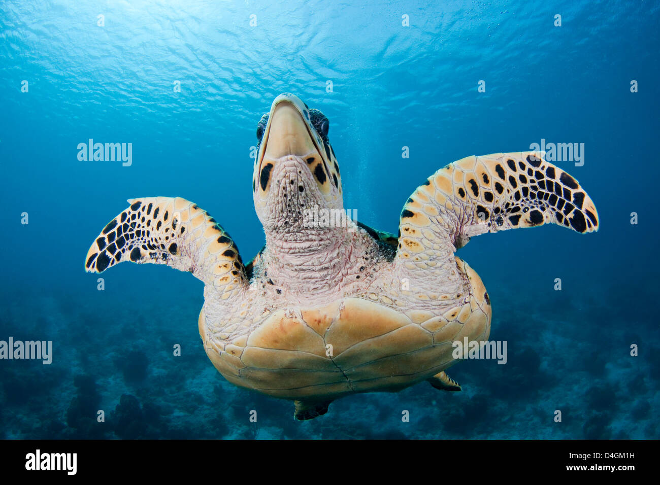 Hawksbill turtle, Eretmochelys imbricata, Bonaire, the Netherlands Antilles, Caribbean. Stock Photo
