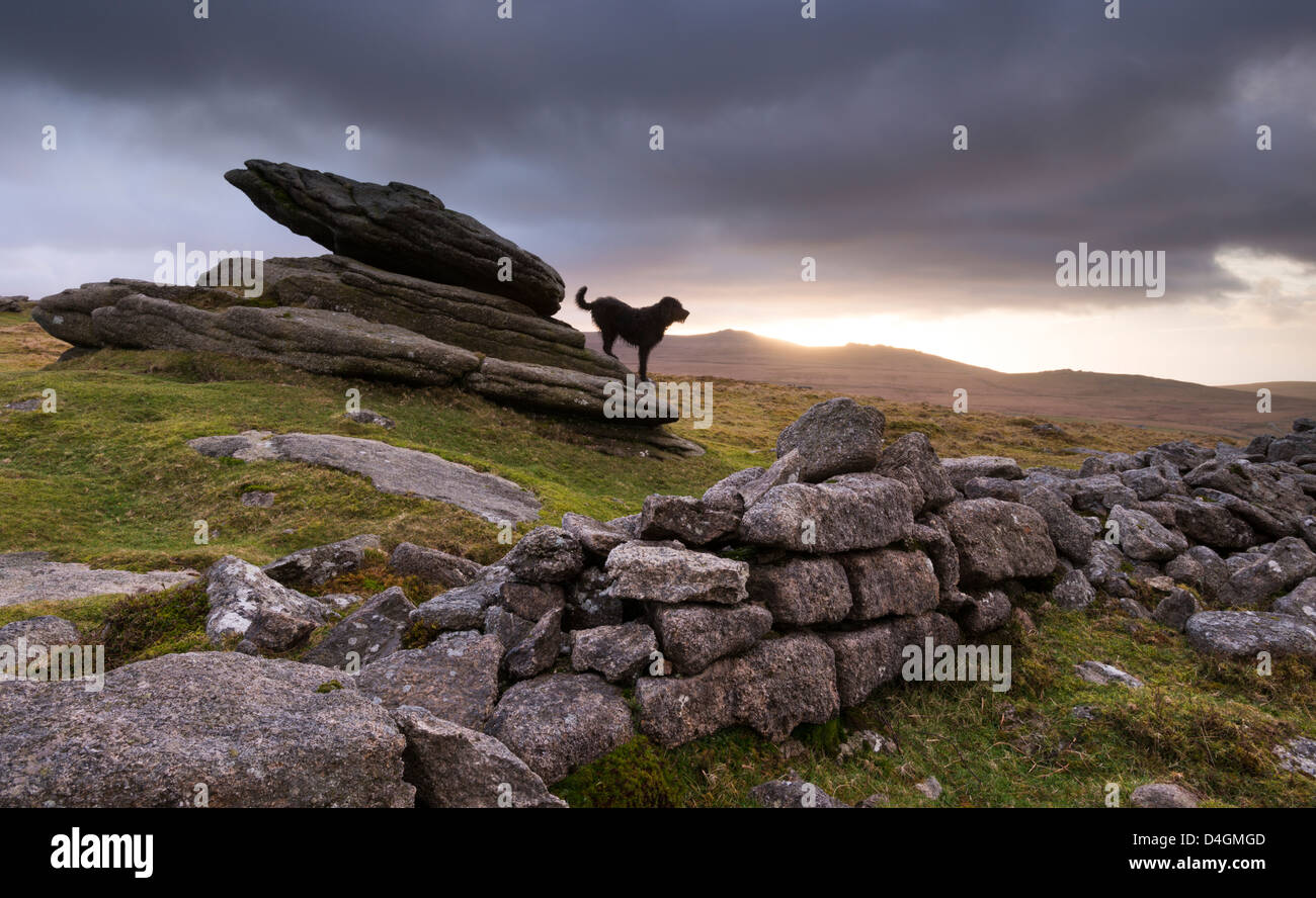 The Hound of the Baskervilles, roaming Belstone Tor on Dartmoor, Devon, England. Winter (February) 2012. Stock Photo