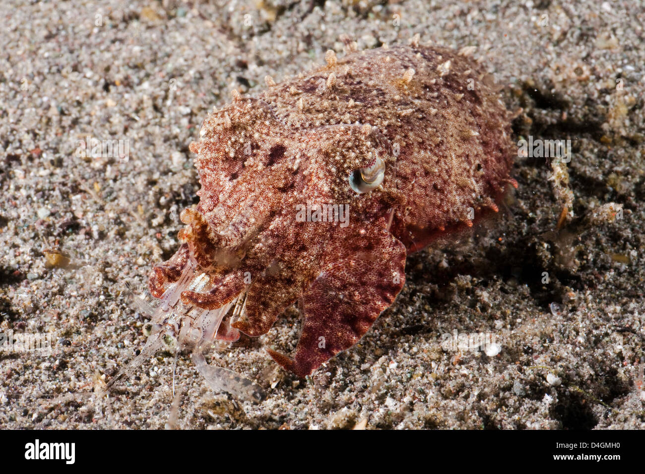 The stumpy-spined cuttlefish, Sepia bandensis, is common on coral reefs, but only seen at night, Komodo National Park, Indonesia Stock Photo