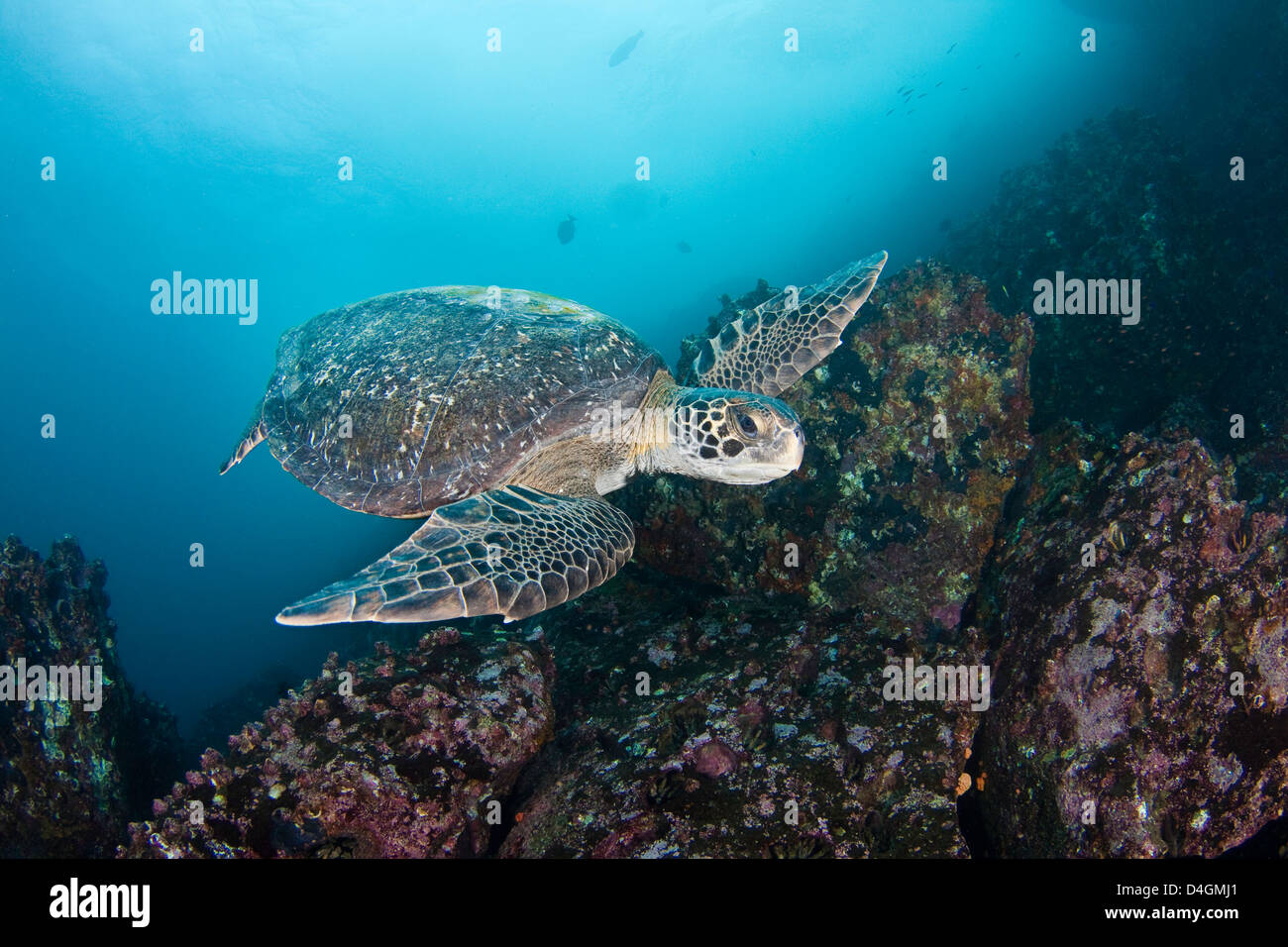 Green sea turtle, Chelonia mydas, an endangered species. Galapagos Islands, Equador. Stock Photo