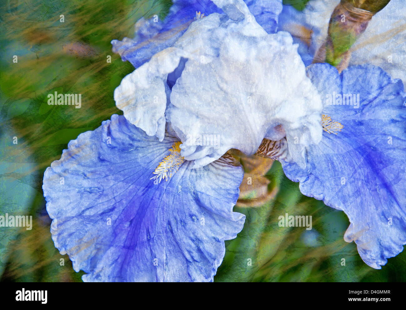 This is an artistic, textured flower of a blue and white Japanese Iris in a horizontal format. Stock Photo