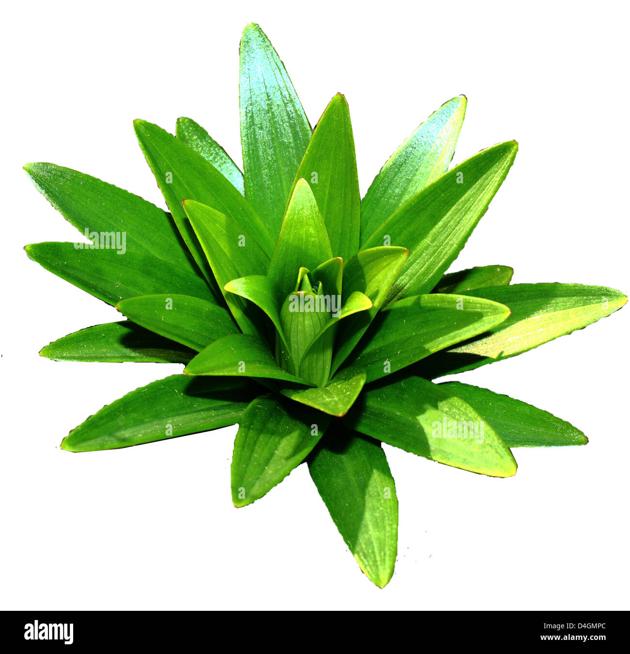 Tiger Lily Bud Stock Photo Alamy