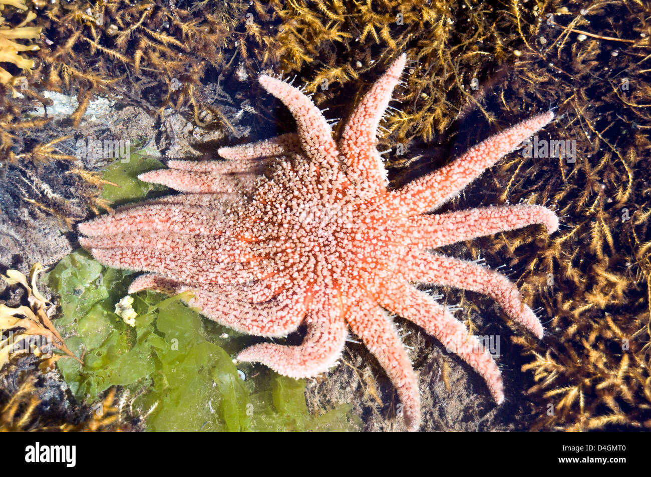 A living starfish in a tidal pool on the shore of Swindle Island, in the Great Bear Rainforest, British Columbia, Canada. Stock Photo