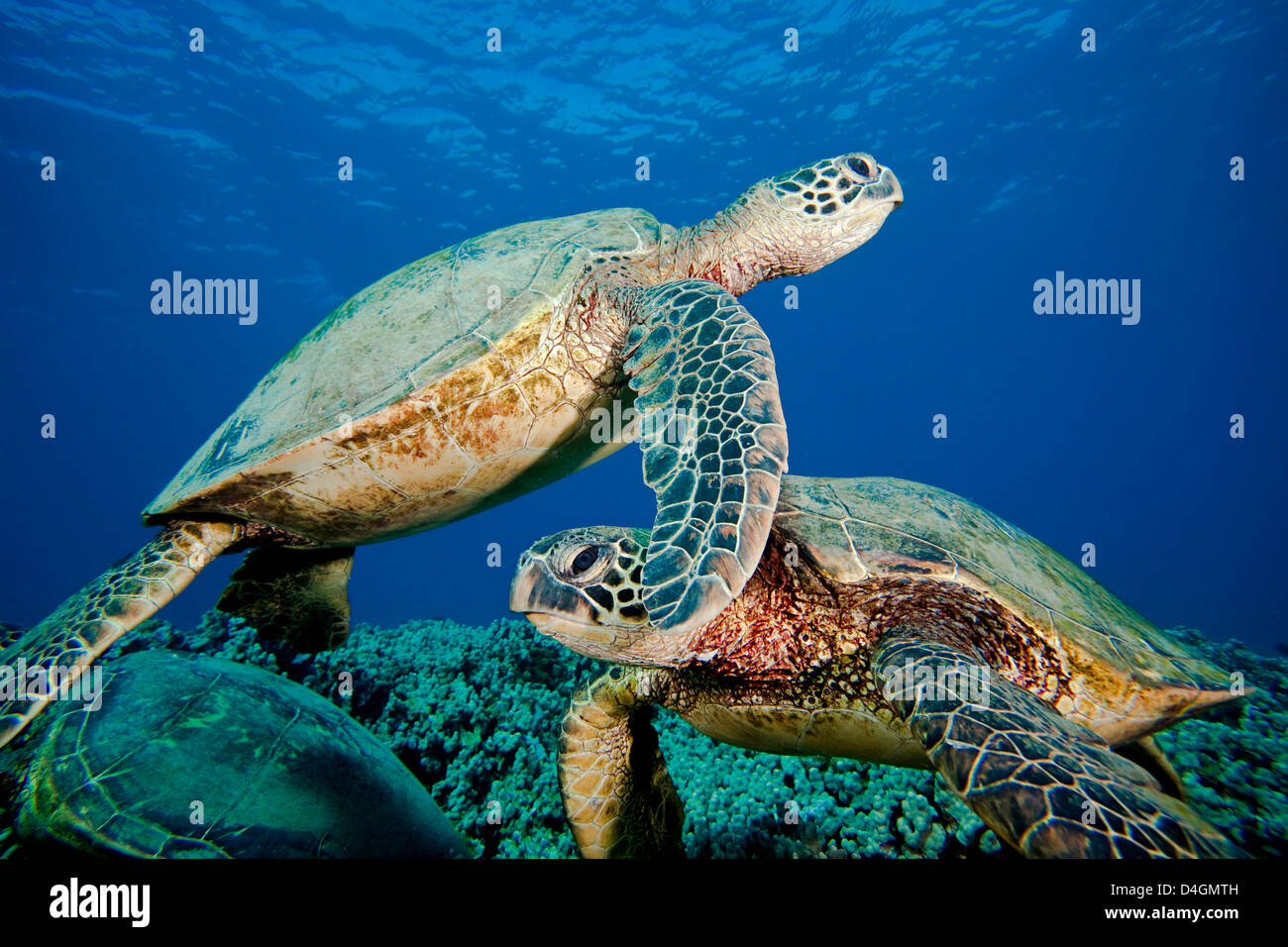 Green sea turtle, Chelonia mydas, an endangered species. Hawaii. Stock Photo