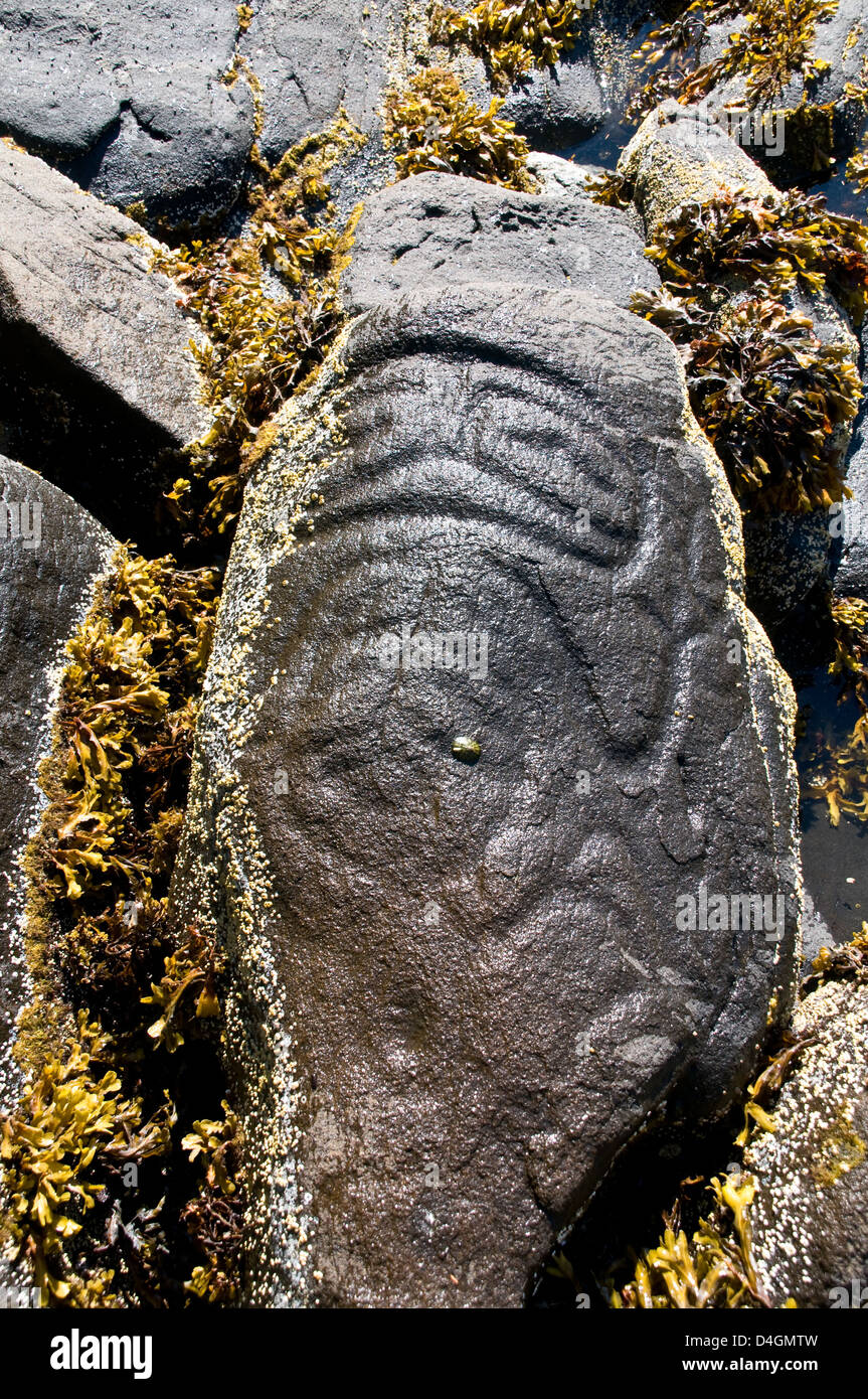 An ancient prehistoric petroglyph carved by indigenous First Nation people in the Great Bear Rainforest, central coast, British Columbia, Canada. Stock Photo