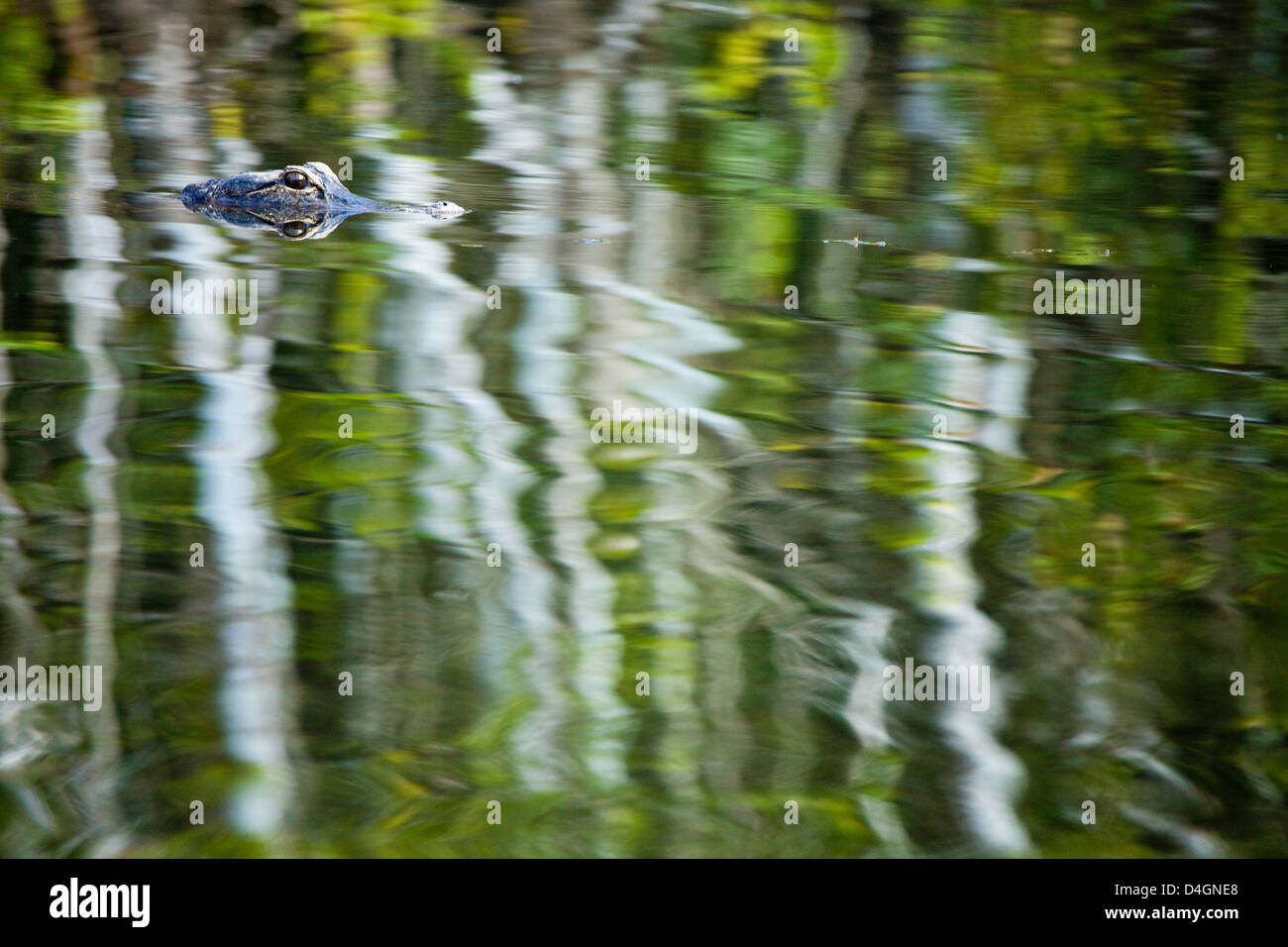An American alligator, Alligator mississippiensis, on a surface reflection of foliage, Everglades National Park, Florida. Stock Photo