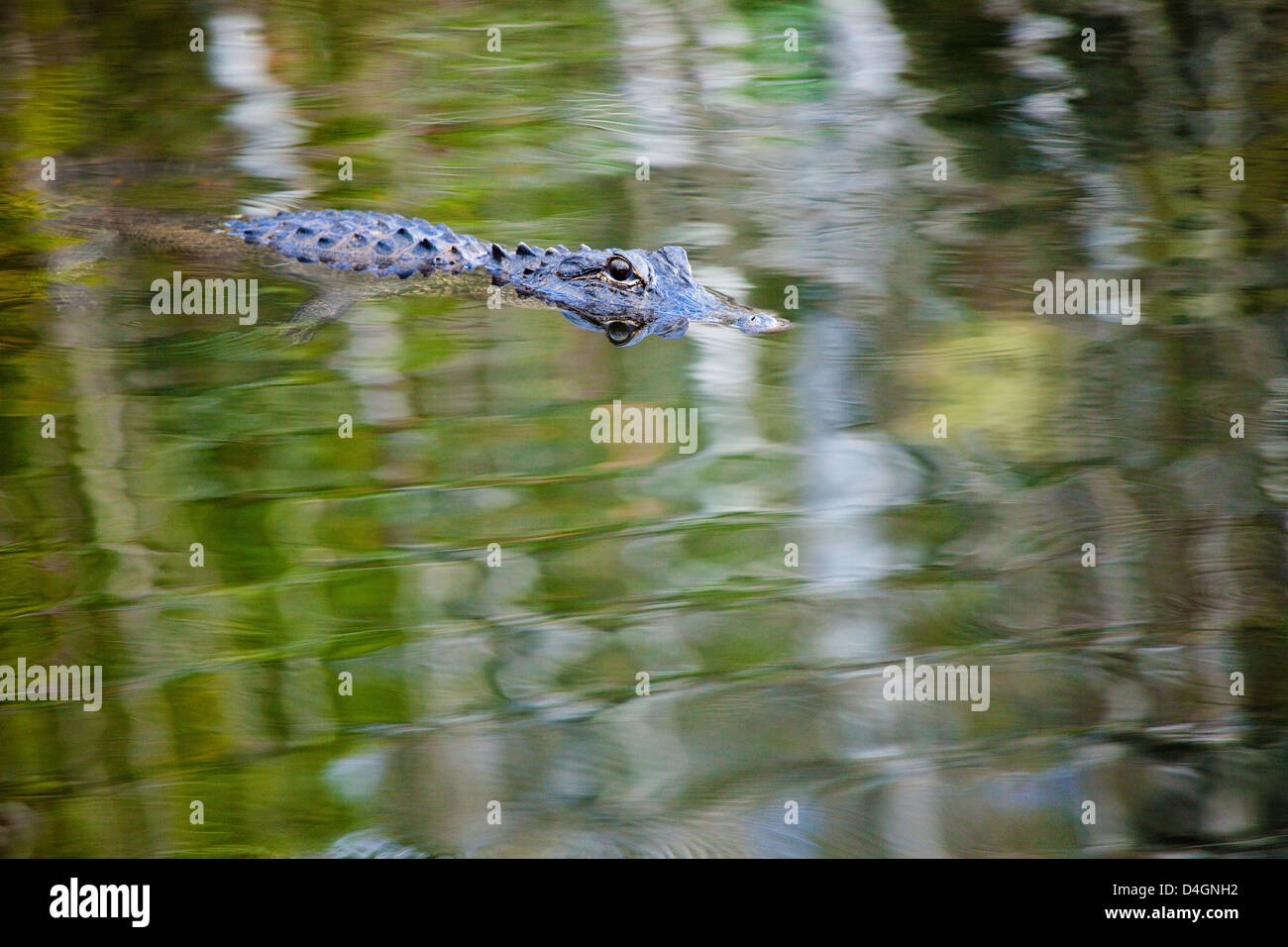 An American alligator, Alligator mississippiensis, on a surface reflection of foliage, Everglades National Park, Florida. Stock Photo