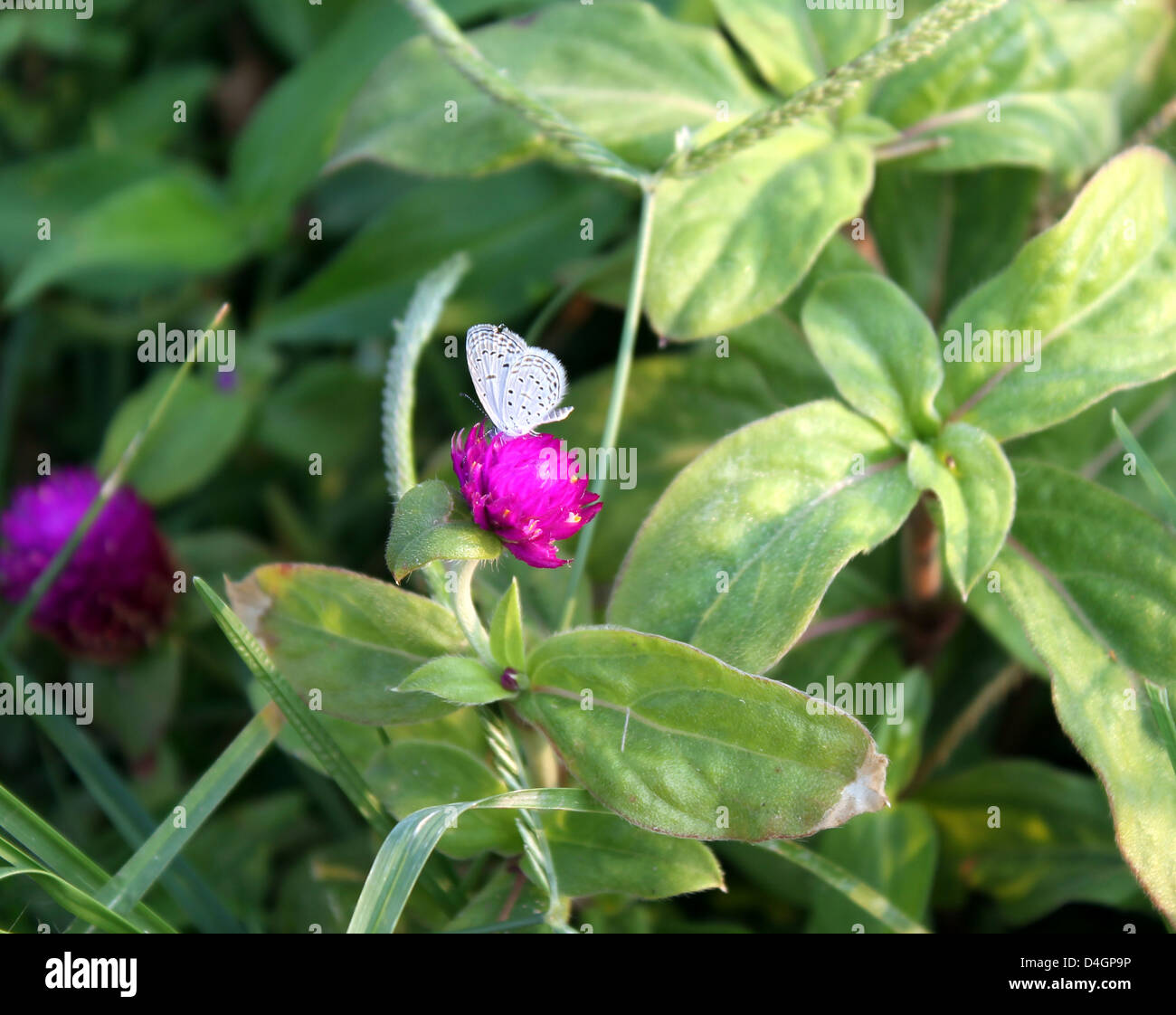 A small white butterfly on a Bachelor's button flower Stock Photo
