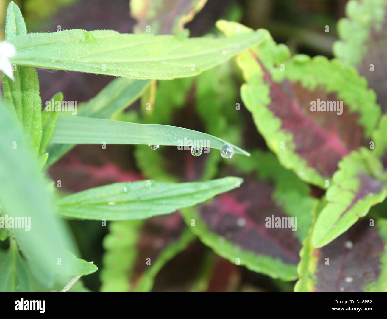 Drops dew on leaf hi-res stock photography and images - Alamy