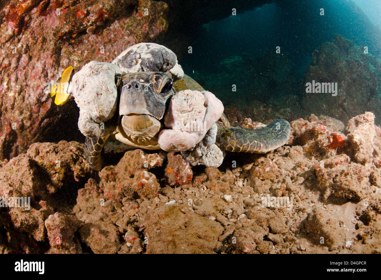 This green sea turtle, Chelonia mydas, has a fibropapilloma tumors covering it’s head and eyes. Hawaii. Stock Photo