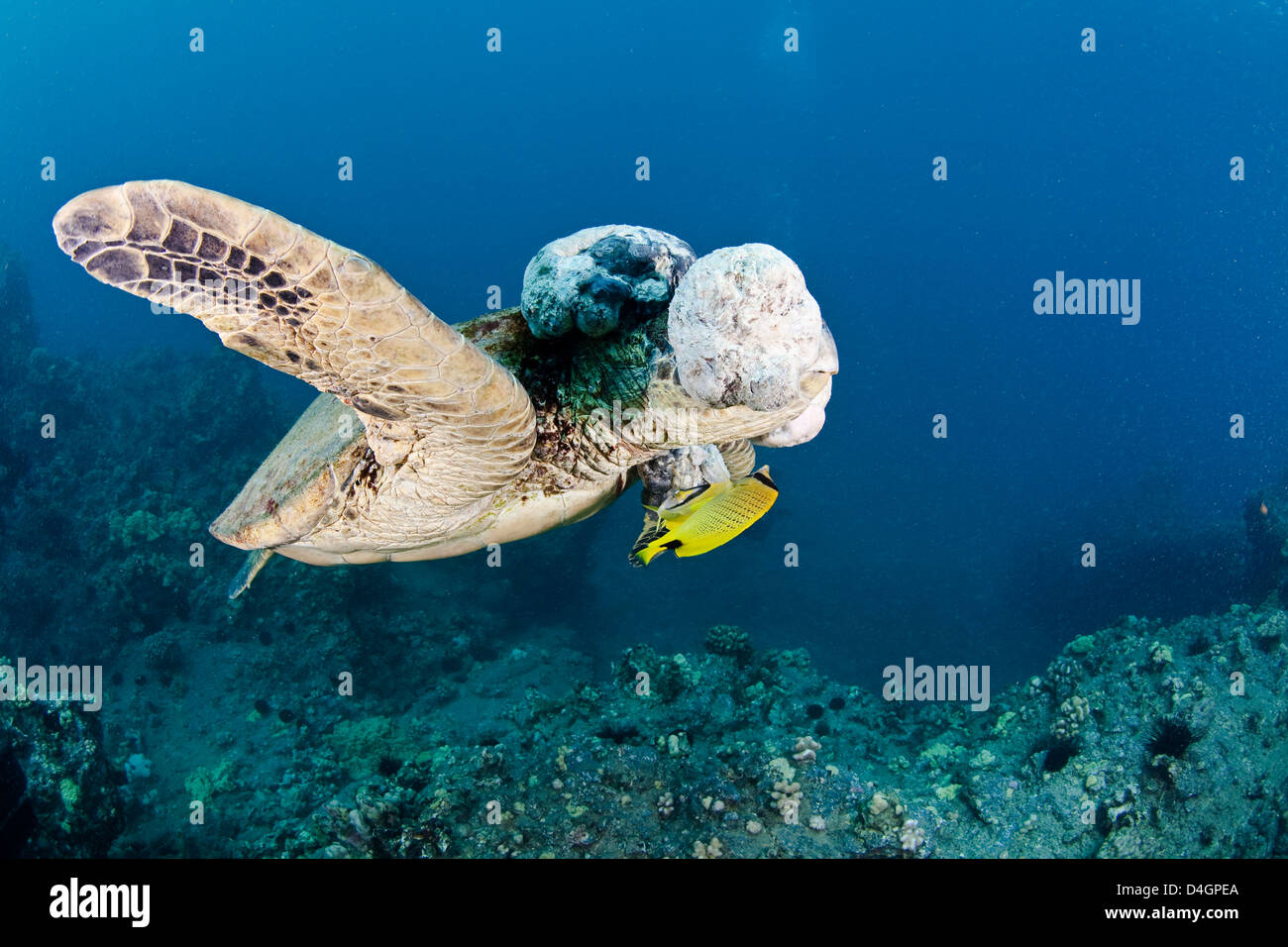 This green sea turtle, Chelonia mydas, has large fibropapilloma tumors covering it’s head and eyes. Hawaii. Stock Photo