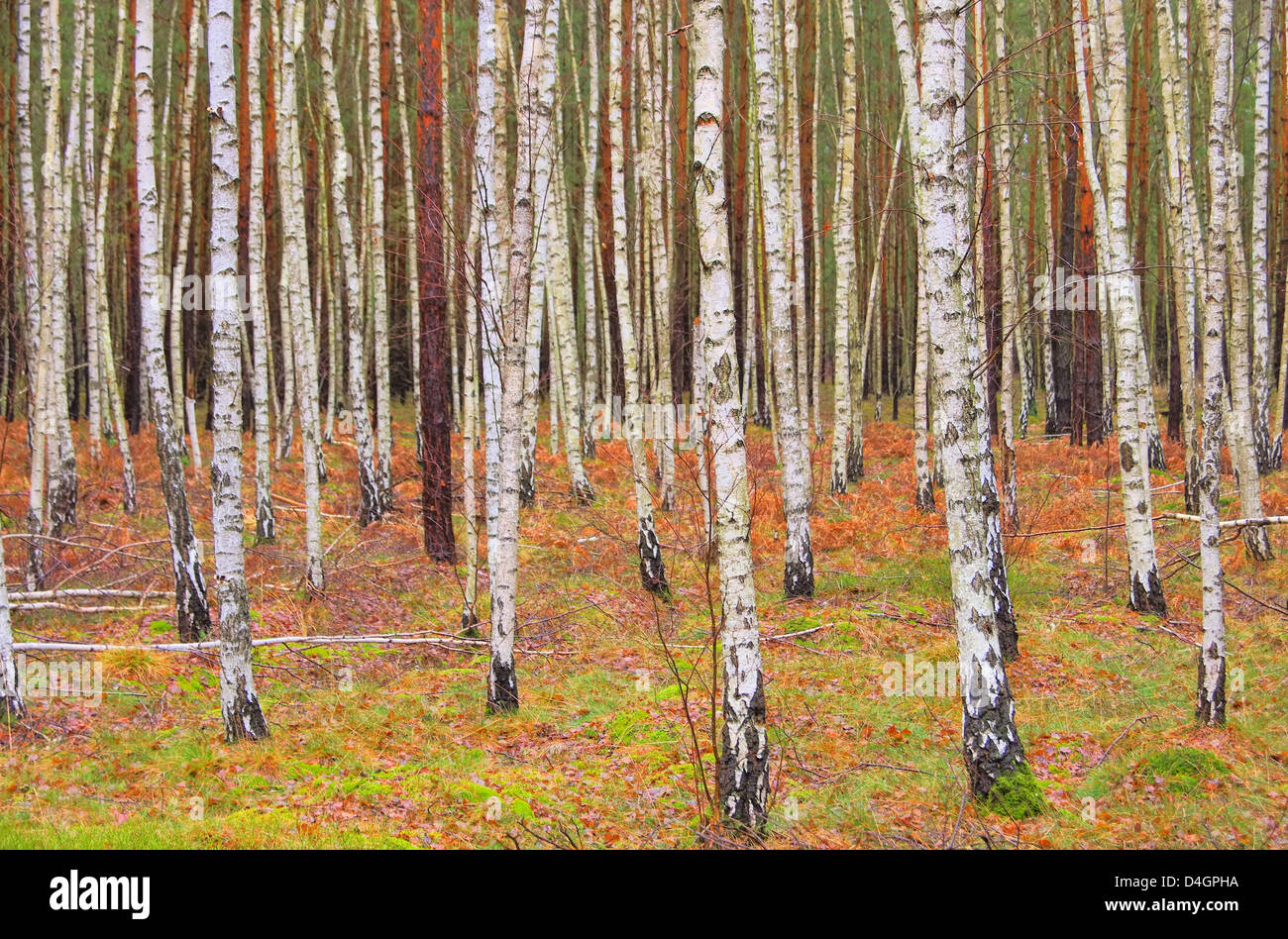 Birkenwald - birch forest 01 Stock Photo