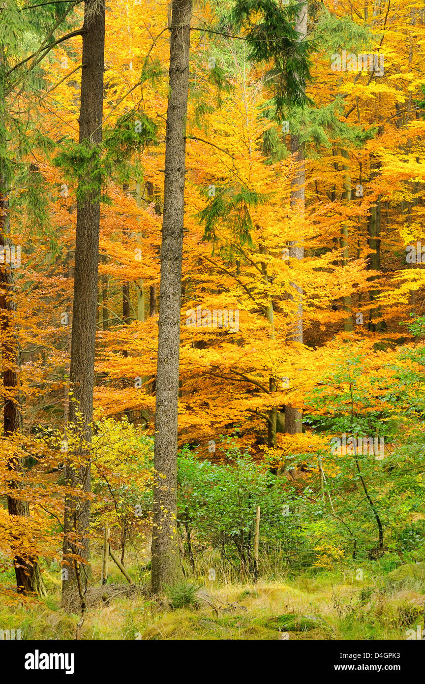 Buchenwald im Herbst - beech forest in fall 27 Stock Photo