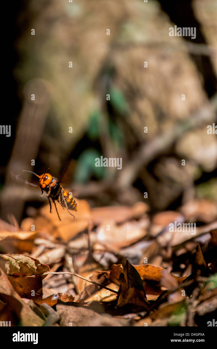 Japanese giant hornet in flight Stock Photo