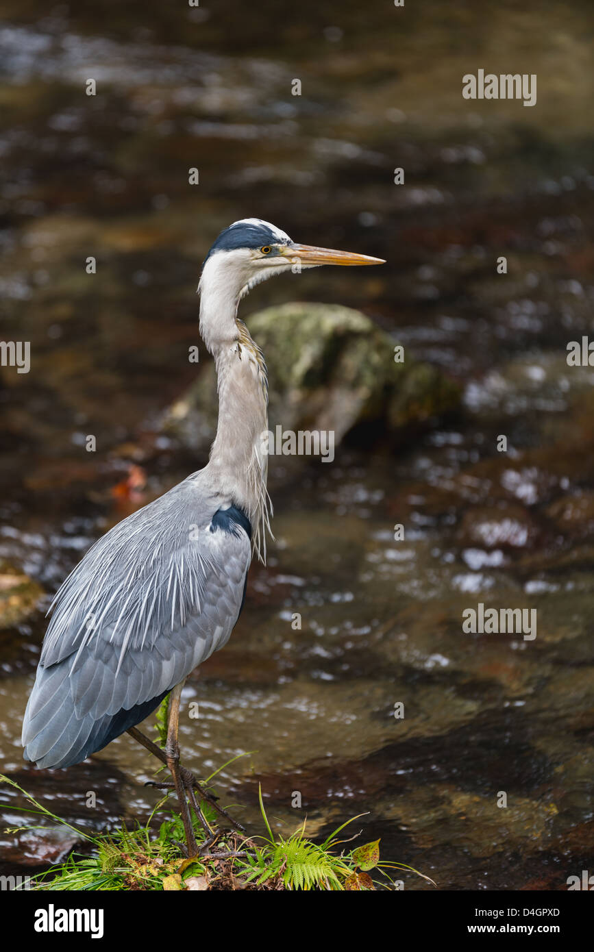 A Gray Heron on the edge of a river. Stock Photo