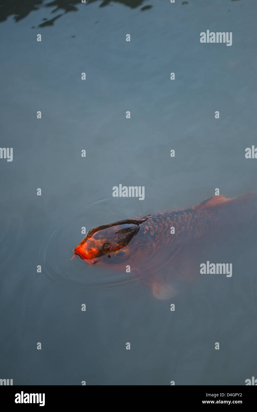 Koi sticking head out of water Stock Photo Alamy