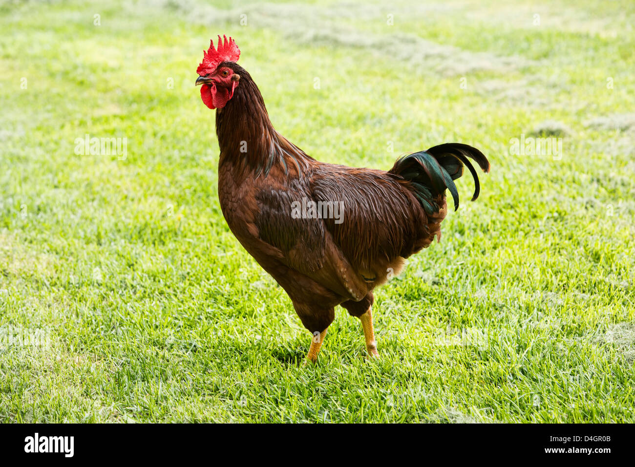 Chicken Rooster Rhode Island Red Stock Photo Alamy