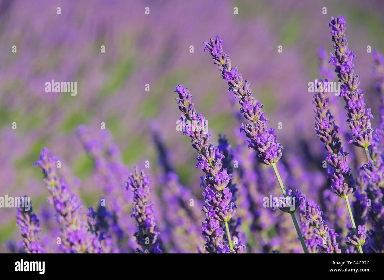 Lavendel - lavender 68 Stock Photo