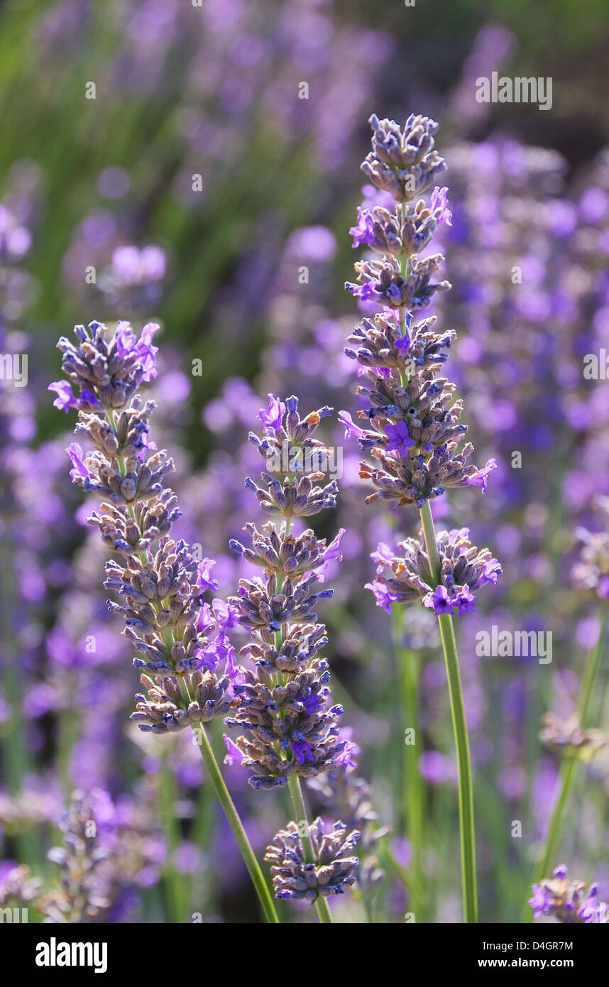 Lavendel - lavender 169 Stock Photo