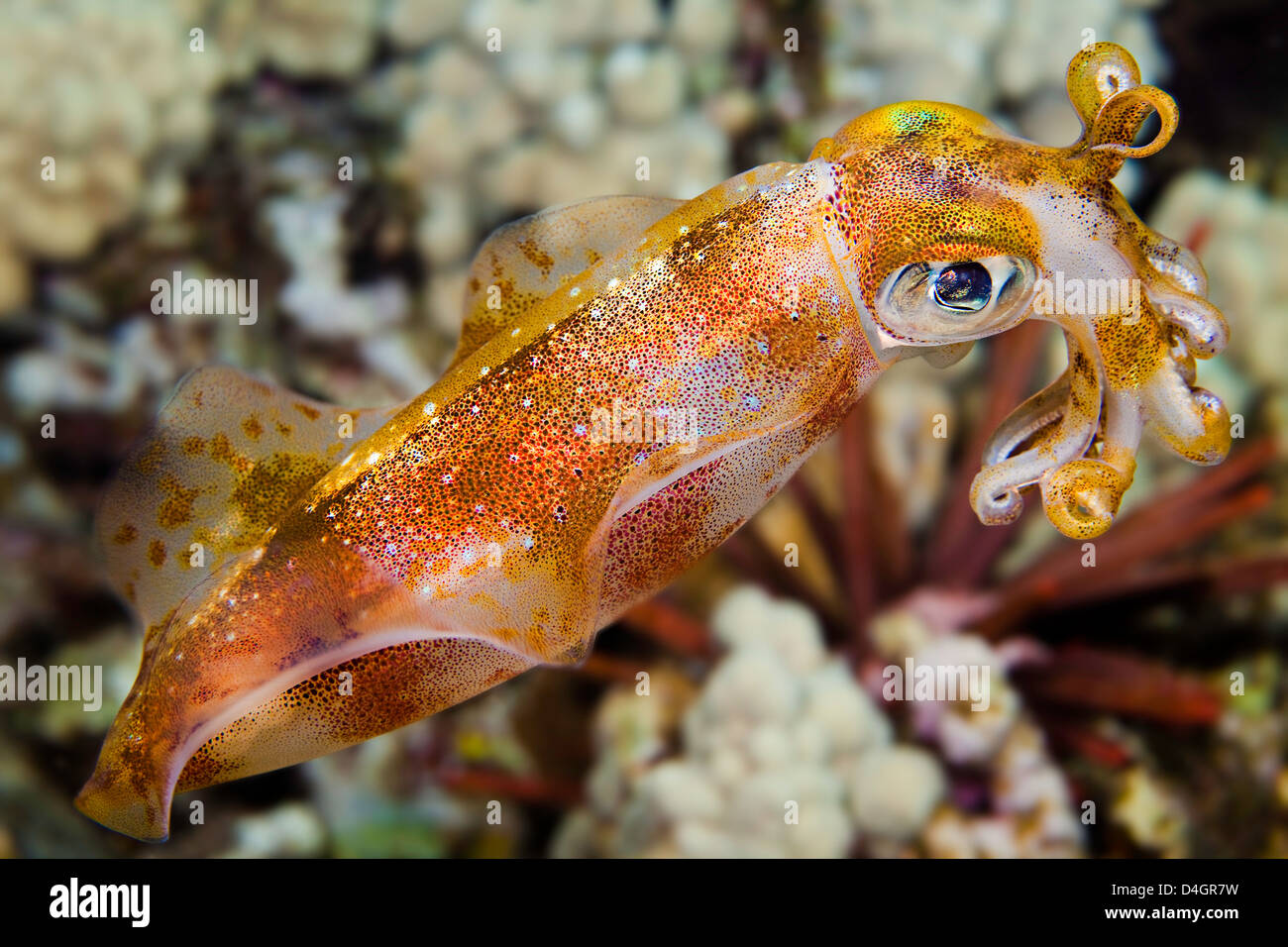 The male oval squid, Sepioteuthis lessoniana, can reach 14 inches in length. Hawaii. Stock Photo