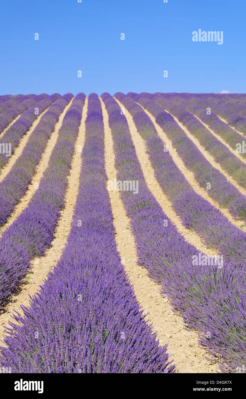 Lavendelfeld - lavender field 84 Stock Photo