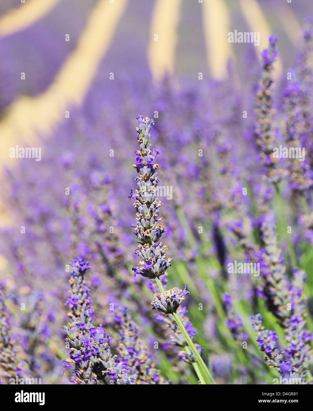 Lavendelfeld - lavender field 89 Stock Photo