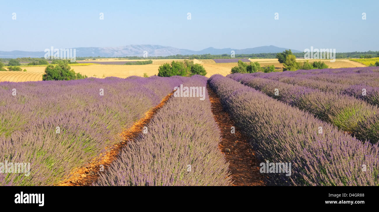 Lavendelfeld - lavender field 92 Stock Photo