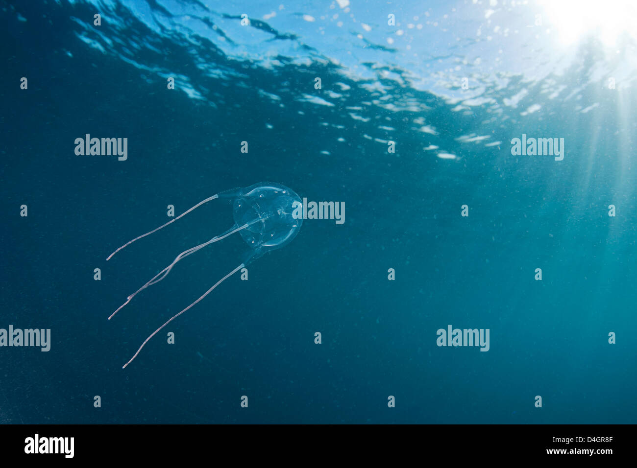 How Many Box Jellyfish Are In Hawaii at Rita Thompson blog