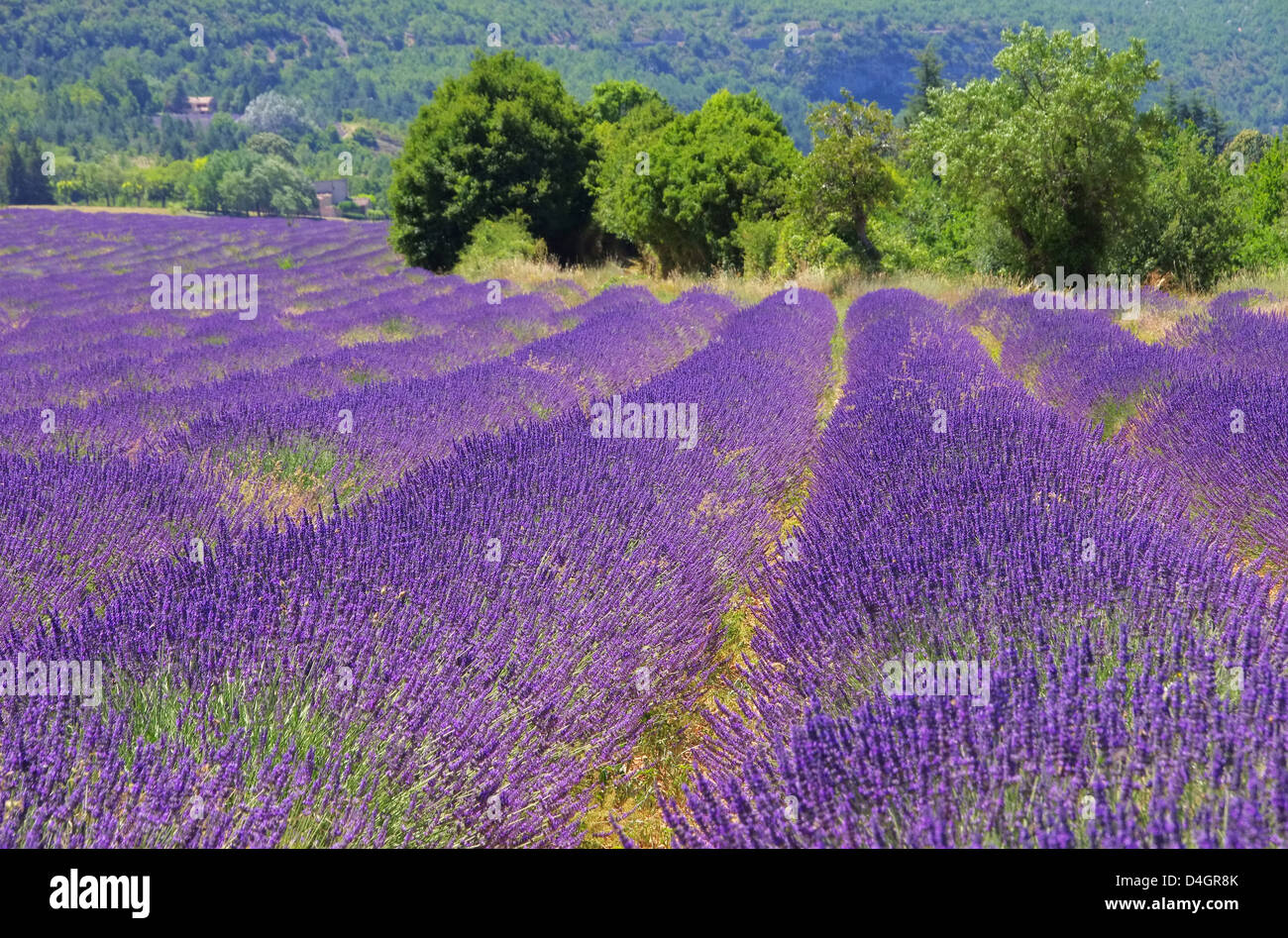 Lavendelfeld - lavender field 104 Stock Photo