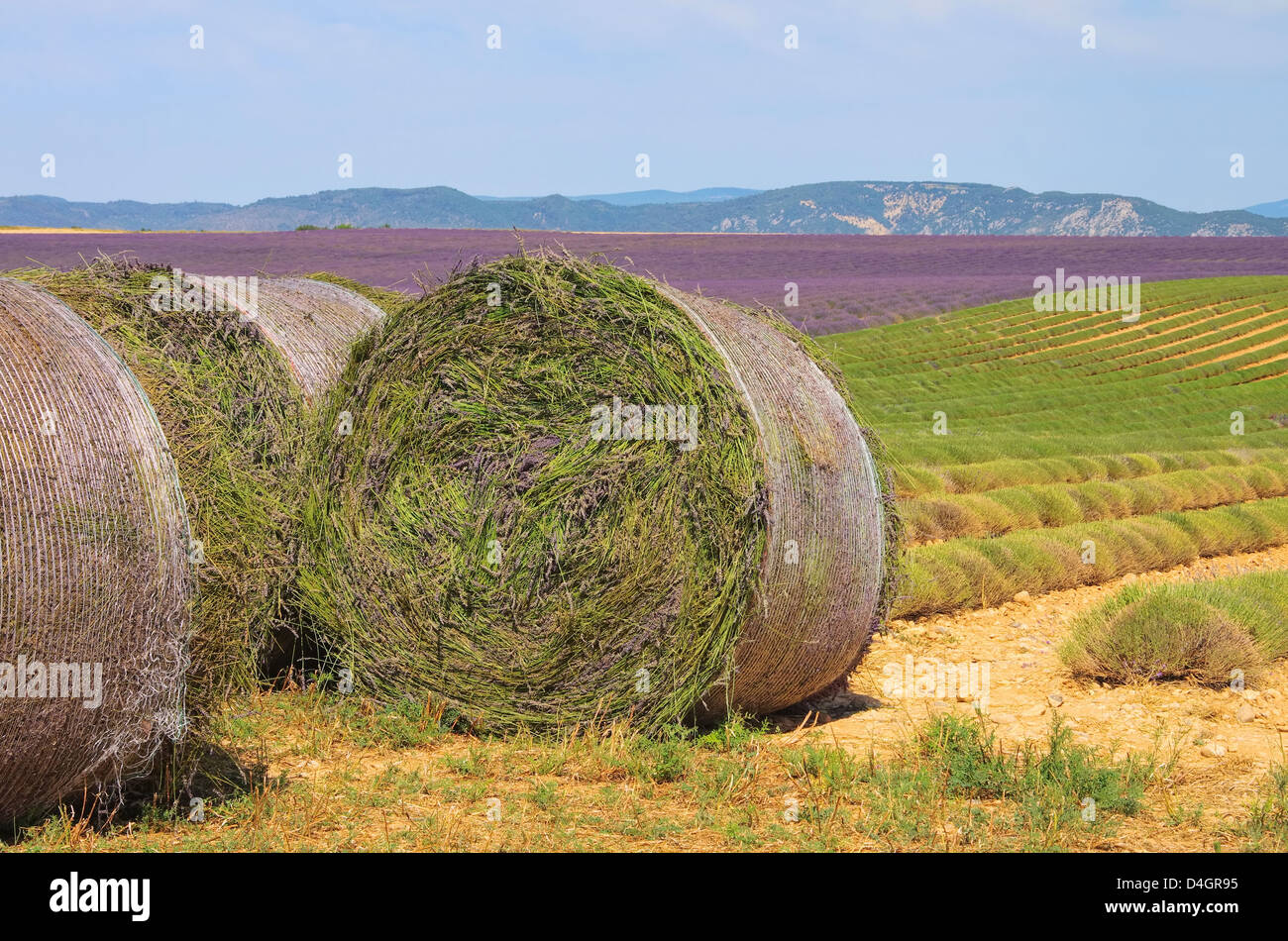 Lavendelfeld Ernte - lavender field harvest 01 Stock Photo