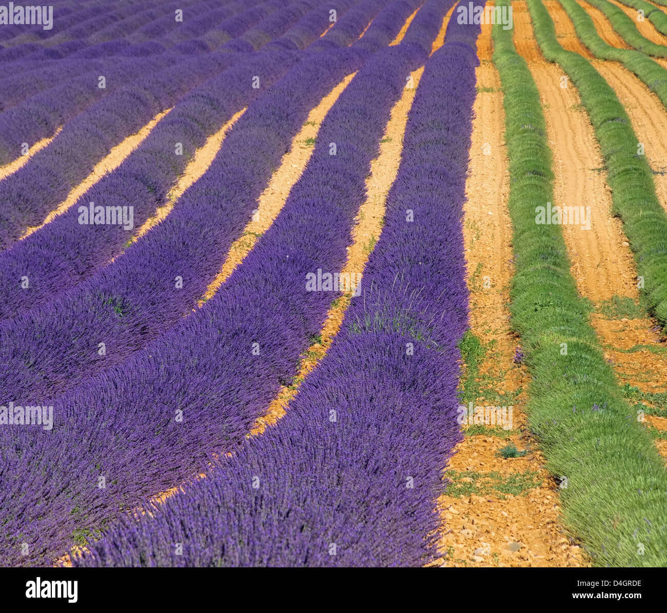 Lavendelfeld Ernte - lavender field harvest 02 Stock Photo