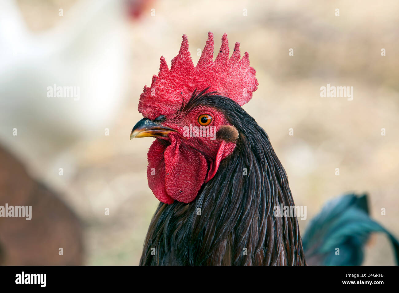 Rooster Rhode Island Red chicken. Chickens free range in home grown