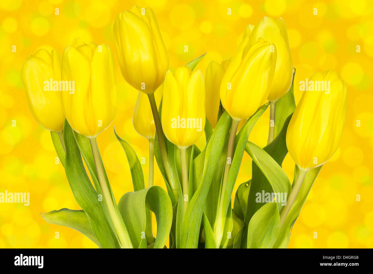 Yellow tulips bouquet against the blurry background Stock Photo - Alamy