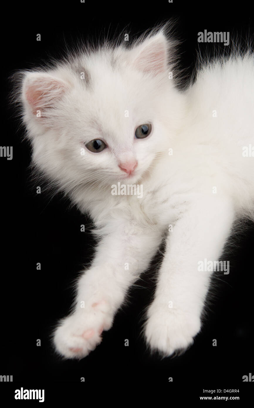 beautiful little white kitten sitting on a black background Stock Photo ...