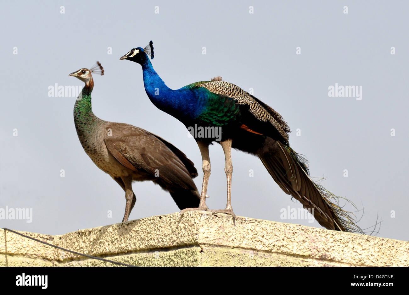 A peacock with peahen (female) or Indian peafowl (Pavo cristatus) at terrace in Mathura, India. Stock Photo