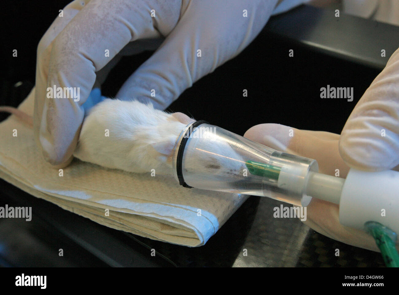 Ct scanner animals hi-res stock photography and images - Alamy