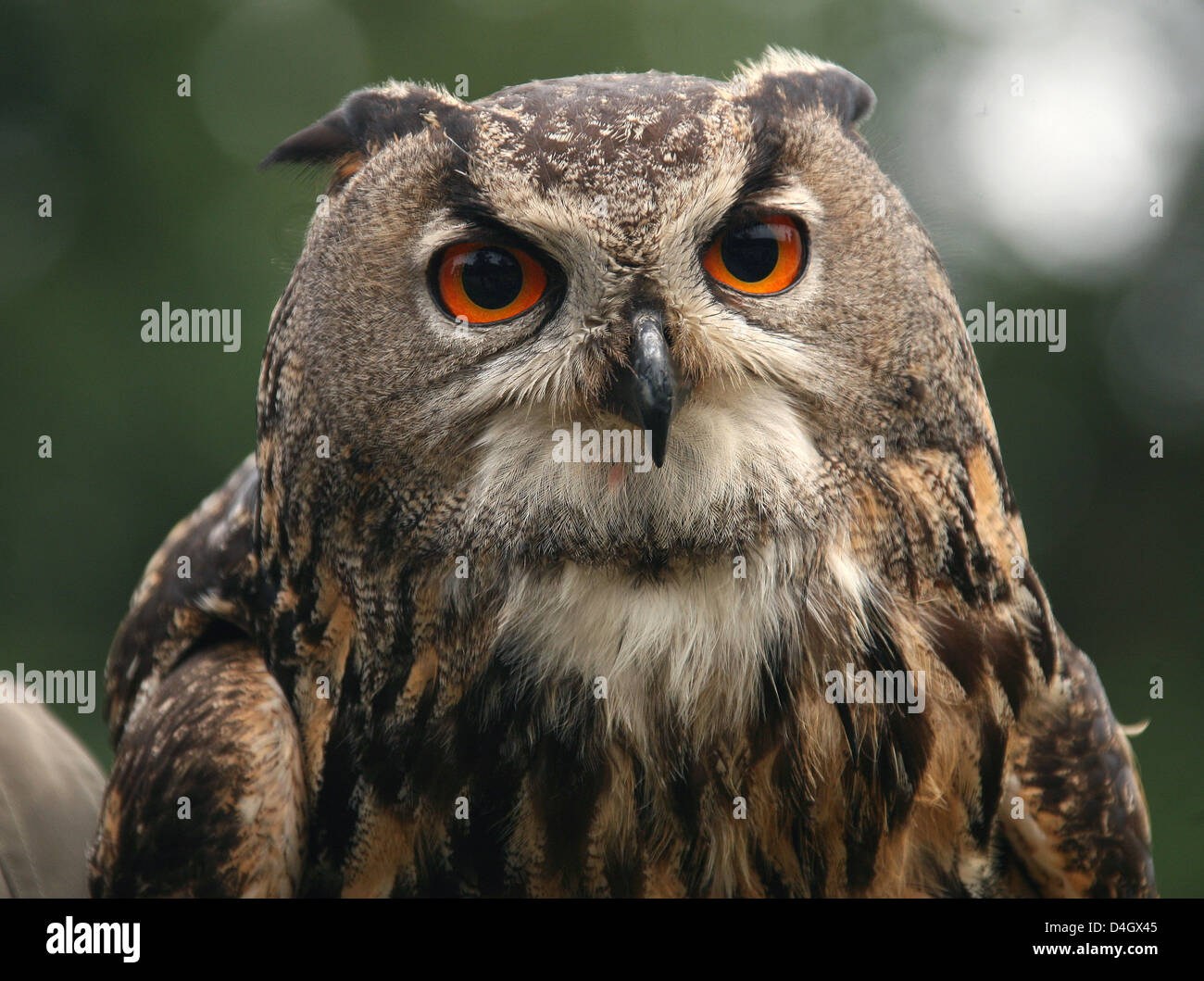 An Eurasian Eagleowl is pictured at the animal park in Sababurg