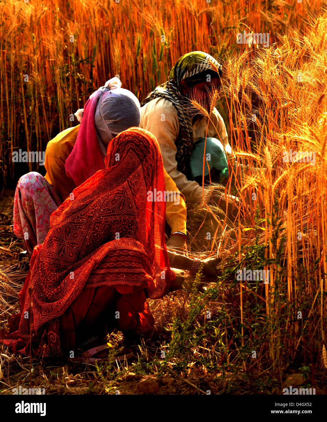 Women harvesting wheat crop in Jewar village of Uttar Pradesh state, India. Stock Photo