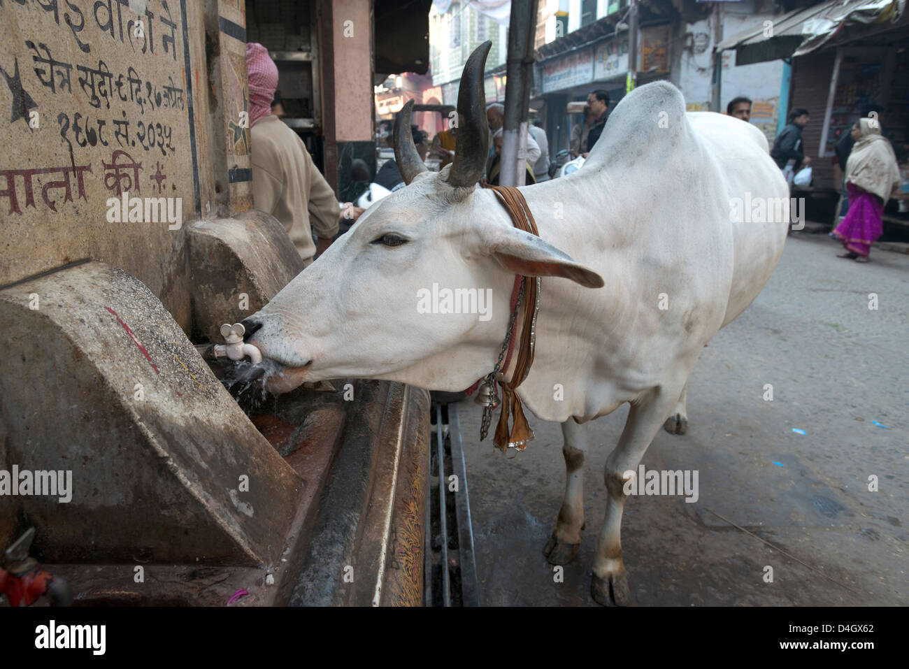 A cow (sacred to Hindus) takes a drink from a public tap in Mathura, West Uttar Pradesh, India Stock Photo