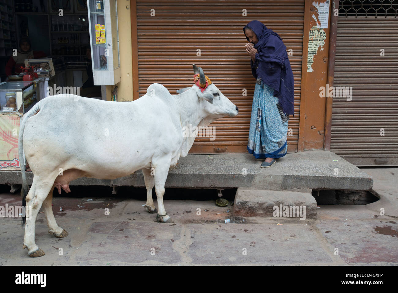 An elderly woman prays before a sacred cow in Mathura, West Uttar Pradesh, India Stock Photo