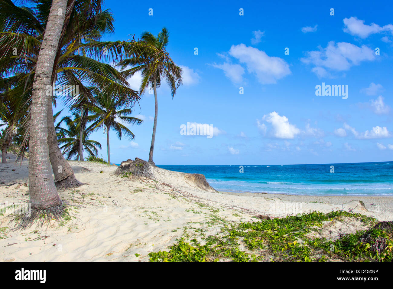 Tropical beach with sea wave on the sand and palm trees Stock Photo - Alamy