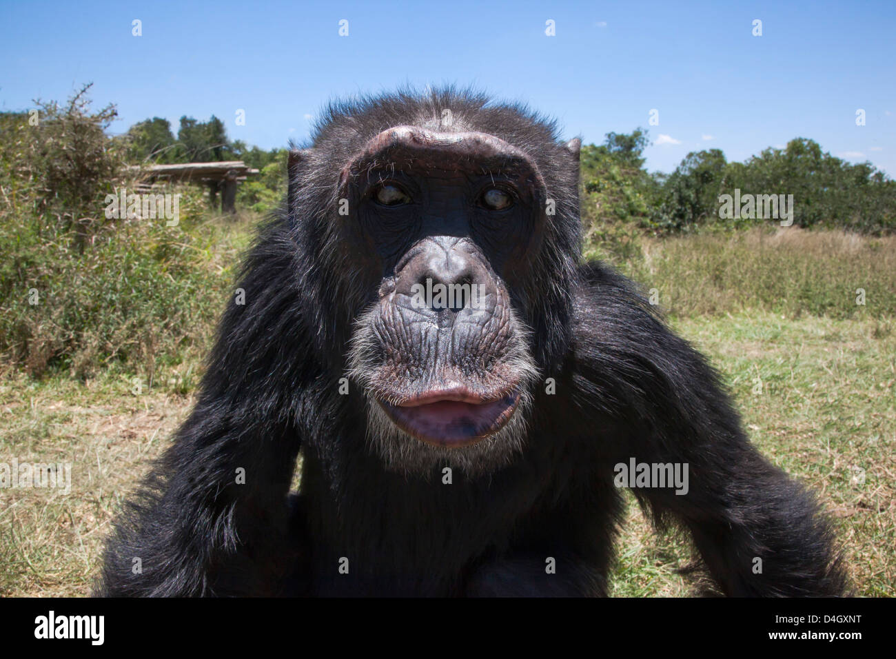 Orphaned or abused chimpanzees at the Sweetwaters Chimpanzee Sanctuary, Ol Pejeta Conservancy, Laikipia, Kenya Stock Photo