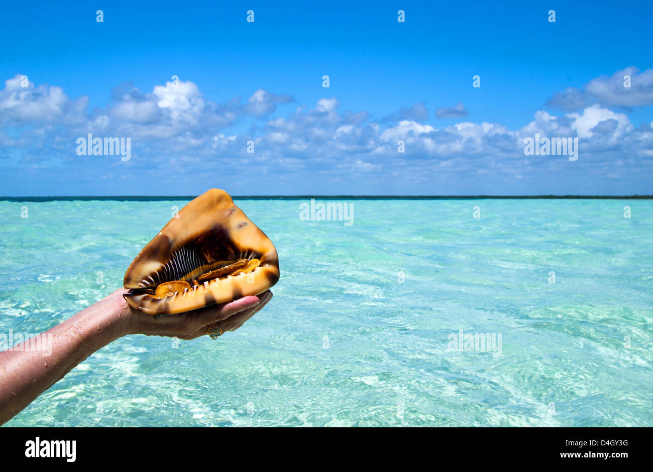 beach shell held by hands in a tropical place Stock Photo